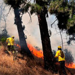 Sanciones por incendios intencionales, alcances y desafíos de la legislación vigente: ¿Cómo es el panorama actual?