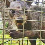 Familia asegura haber capturado vivo al Chupacabras: Muestran video de extraño animal