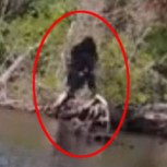 Fotografían al mítico Pie Grande en bosque de Estados Unidos