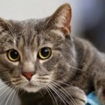 El increíble poder paranormal de los gatos: ¿predicen sucesos y sanan personas?