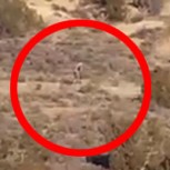 Filman a extraña criatura en paraje desértico de Portugal: ¿Un ingenioso montaje?