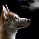Extraño comportamiento de un perro ante un altar de muertos: Algunos creen que percibió un espíritu