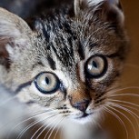 Los gatos y el famoso mito que les atribuye la supuesta facultad de ver espíritus