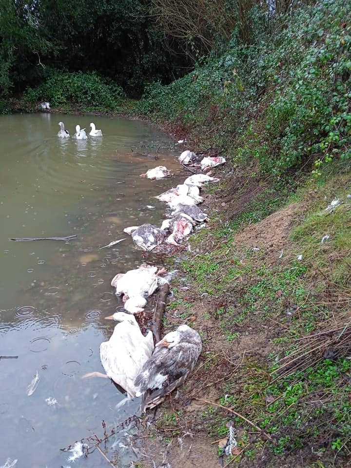 Los gansos que aparecieron misteriosamente desangrados en el sector campesino de El Carmen, en la región del Ñuble (Fotos:  Carabineros de Chile / La Ruta59).