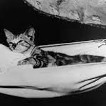 Jenny: La gata que “arrancó” del Titanic y salvó la vida de un marinero