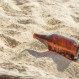 Las “botellas de brujas” encontradas en la playa que nadie se atreve a abrir