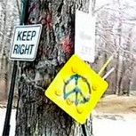 El árbol de la bruja: El viejo y fantasmagórico ícono que causó cientos de accidentes