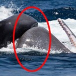 Feroz y sanguinario choque en el mar: Orcas luchan con ballena para devorarla