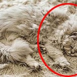 Gatos maestros del camuflaje: Las mejores fotos de mimetismo felino