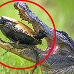 Sorprendentes imágenes: Tortuga y su caparazón enfrentan el terrible ataque de un cocodrilo
