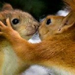 Besos de animales: 10 tiernas imágenes muestran su amor