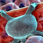 Impresionantes fotos microscópicas muestran el interior del cuerpo humano