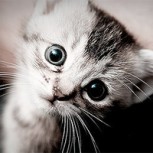 Animales expresivos: 10 impresionantes fotos con sus mejores caras