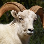 Carneros desafían acantilados: Impresionantes fotos de animales al borde de la muerte