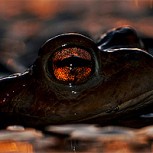 Increíble: Las mejores fotos de la naturaleza en 2013