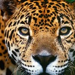 Premio fotografía salvaje 2013: Espectaculares capturas de elefantes, jaguares y cocodrilos