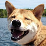 Las mejores sonrisas de perros: Entretenidas fotos del gran amigo del hombre