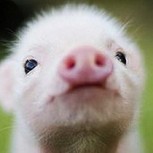Animales cuando bebés: 15 fotos de la ternura misma en miniatura