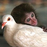 10 casos de amor a primera vista entre animales de distintas especies