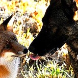 12 fotos de la increíble historia de amistad entre un perro y un zorro salvaje