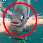 Con humor: 15 de las fotos más arruinadas por animales