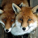 15 Espectaculares fotos de animales que te sorprenderán