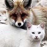 17 fotos que muestran el amor entre animales de distintas especies