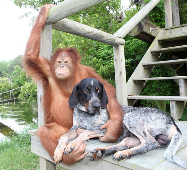 Amistad Animales Distinta Especie