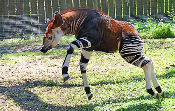 Animales Extraños