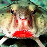 15 extraños animales que seguramente no tenías idea de que existían