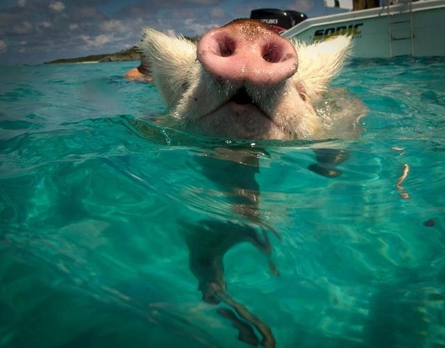 cerdos-nadando-mar-