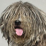 16 razas de perros más increíbles y extrañas que puedas ver