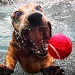 Perros bajo el agua: 15 espectaculares imágenes para enamorarse de estas mascotas