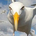 16 fotos divertidas que de seguro te sacarán una sonrisa