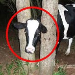 15 fotos increíbles de animales que, por ser muy curiosos, se metieron en apuros