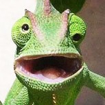 11 fotos de animales que son cualquier cosa menos fotogénicos