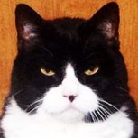 13 Fotos de animales que planean algún tipo de conspiración