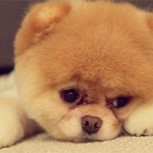 Las razas de perros más pequeñas : Diminutos, pero gigantes de ternura