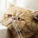 Gatos revelan su lado sensible: Fotos los muestran melancólicos esperando a sus dueños