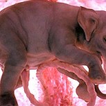 Fotos de animales en el vientre de sus madres: Emocionantes imágenes del inicio de la vida
