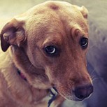 Fotos de perros culpables mostrando su cara más tierna para pedir perdón
