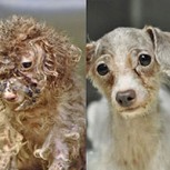 Fotos de perros antes y después de ser rescatados de las calles: Impactantes cambios