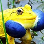 18 animales y su espectacular colorido te van a sorprender