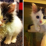 Fotos de gatos que cambiaron increíblemente tras ser rescatados de una muerte segura