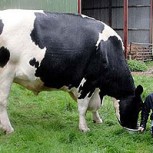 Fotos increíbles de los animales más grandes de su especie