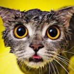 Fotos de gatos en medio de su baño, con su peor cara frente a la cámara