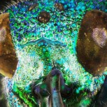 Fotos de escalofriantes insectos microscópicos con los que convivimos a diario