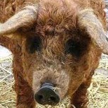 Fotos de animales sorprendentes que parecen ser la mezcla de dos o más especies