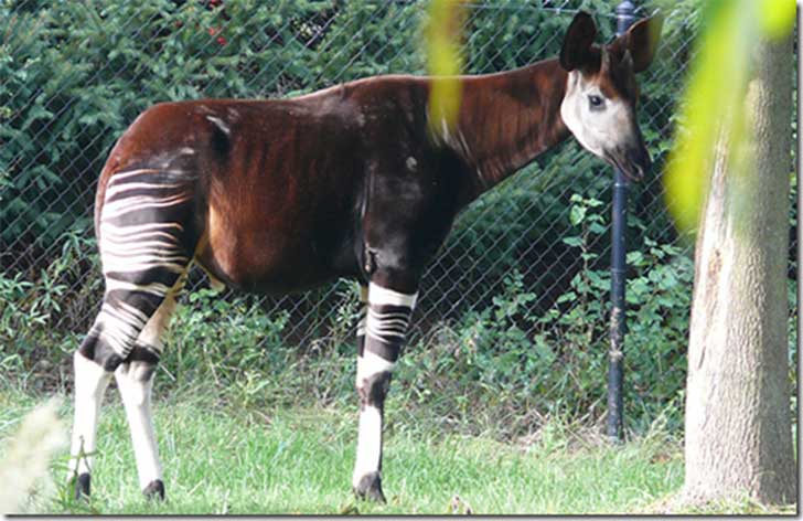 Fotos de animales sorprendentes que parecen ser la mezcla 