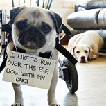 Fotos de perros traviesos “explicando” algunas travesuras que dejaron secuelas